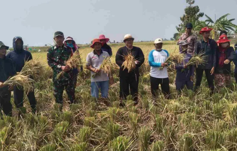 danramil 1613terisi dukung ketahanan pangan dengan hadiri panen padi di desa-cibereng