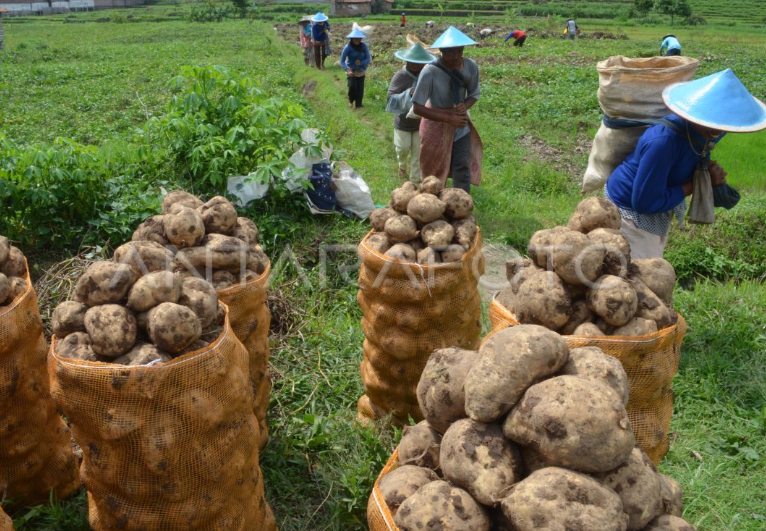 Potensi Pertanian Ubian di Desa Cibereng